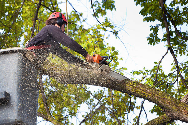 Lawn Watering Services in Alexander, AR